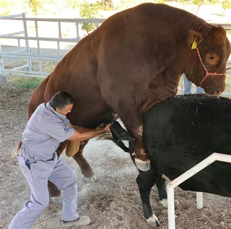 Ventajas De La Colecta De Semen Con Vagina Artificial En Bovinos