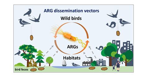 Characteristics Of Wild Bird Resistomes And Dissemination Of Antibiotic