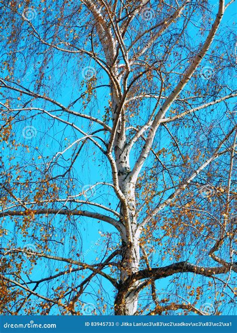 Color Photography Of Naked Autumnal Birch Tree Stock Image Image Of Heaven Light