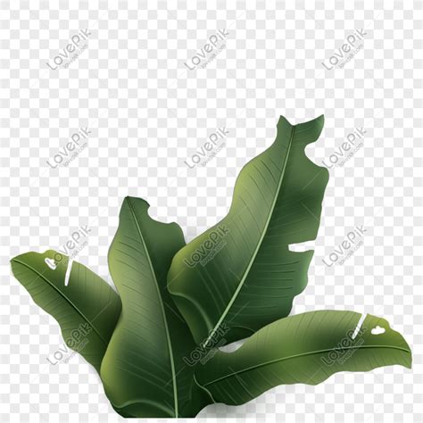 Banana Leaf Images For Drawing Infoupdate Org