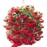 Сорта бегонии — список названий по алфавиту, подбор по характеристикам