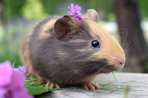 Creating A Happy Guinea Pig Home Guinea Pig Center