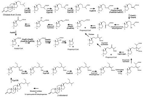 Genes Free Full Text Steroids As Environmental Compounds Recalcitrant To Degradation