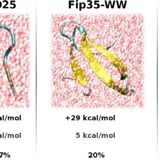 Characteristics of protein-water dispersion interactions. Independent ...