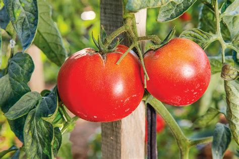 Comment Cultiver Les Tomates Sans Les Arroser