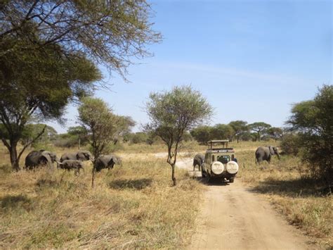 Um Safari Na Tanzania - Como fazer um safári na Tanzânia: Custos, dicas e alertas – Mairon pelo ...