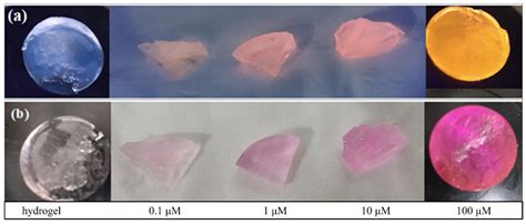 Rhodamine Anchored Polyacrylamide Hydrogel For Fluorescent Naked Eye