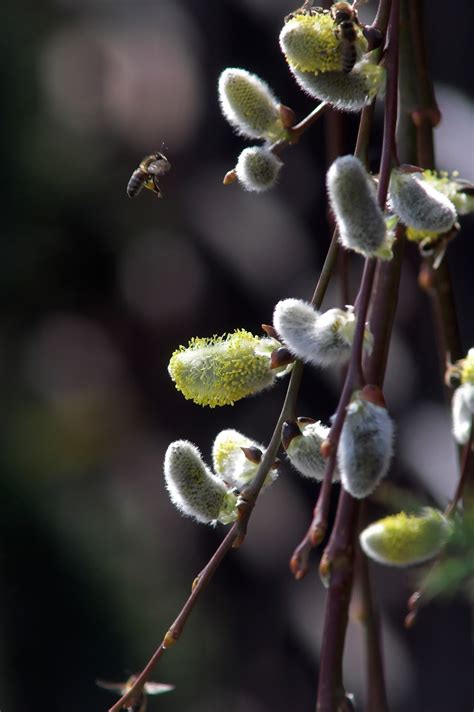 Willows On Willows Discovering Pussy Willows