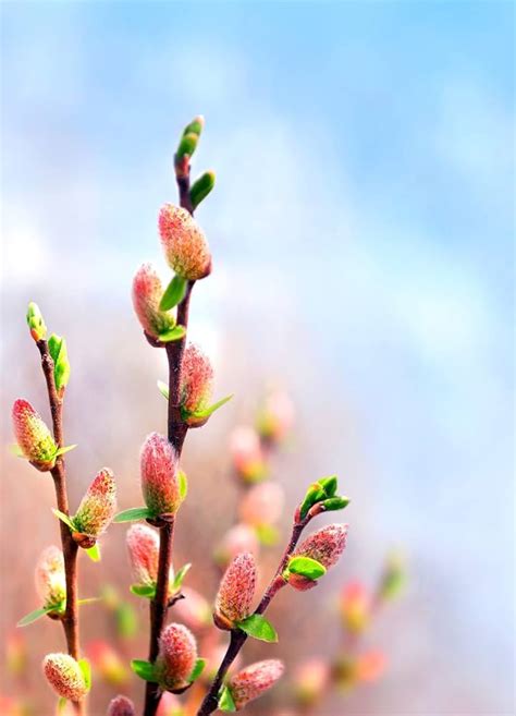 French Pussy Willow Tree