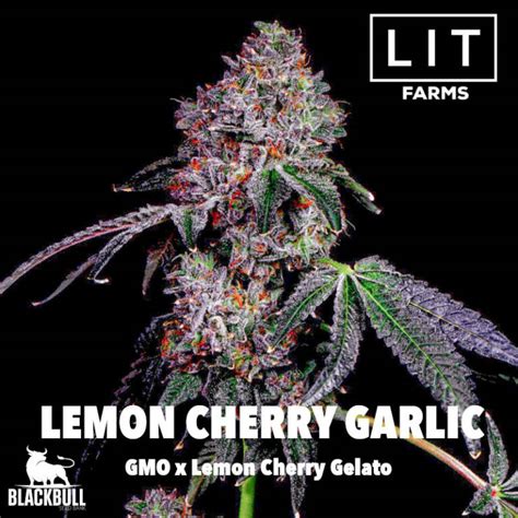 Lemon Cherry Garlic Lit Farms Feminized Seeds Blackbuffalo