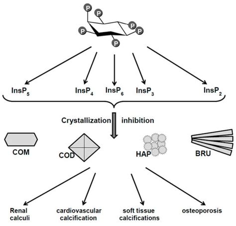 Molecules Free Full Text Key Aspects Of Myo Inositol Hexaphosphate