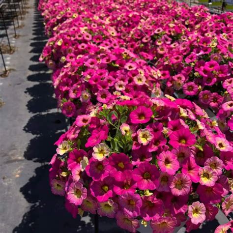 Calibrachoa Ombre Pink Pack Of Six Potted Plants