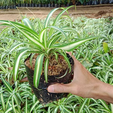 Jual Tanaman Lili Paris Spider Plant Rimbun Lily Paris Hawai Kab