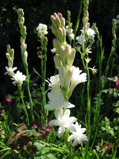 Caracter Sticas Da Flor De Tuberosa Polianthes Tuberosa Plantasonya