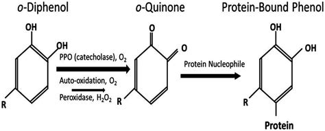 Schematic Of The Polyphenol Oxidase Reaction To Form Protein Bound