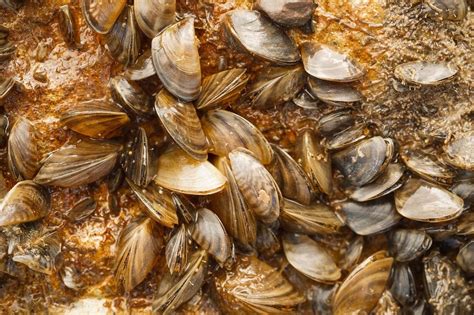 Zebra mussels invade Texas - Southern Boating