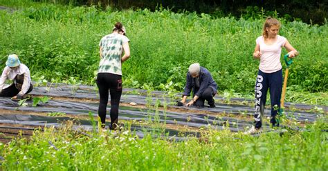 Volunteering At The Ferme Du Roulant Santropol Roulant