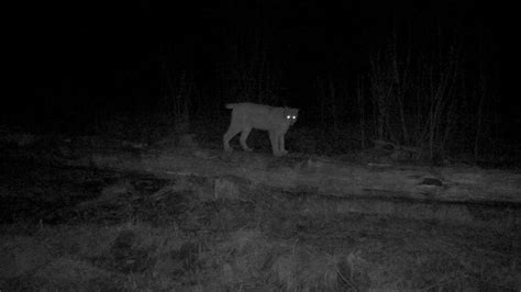 Фотоловушки - Дикая природа России