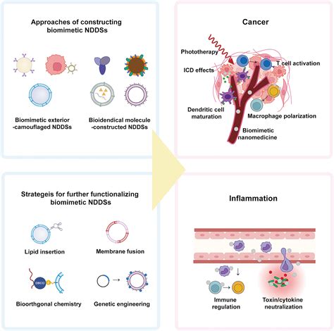 Versatile Biomimetic Nanomedicine For Treating Cancer And Inflammation