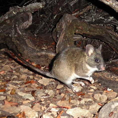 Dusky-footed Woodrat