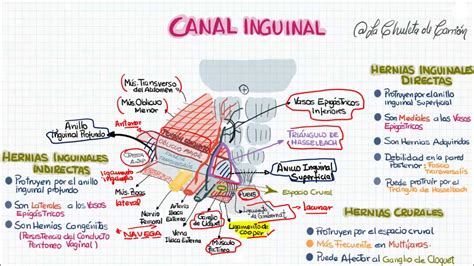 CANAL INGUNAL Anatomía y características de hernias inguinales YouTube