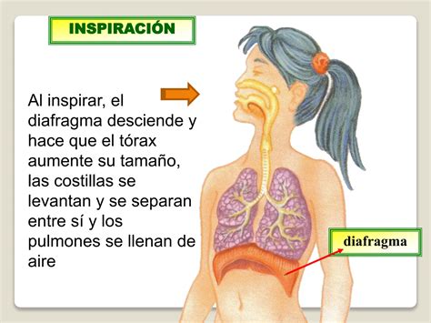 Sistema Respiratorio Anatomia Y Fisiolog Ppt