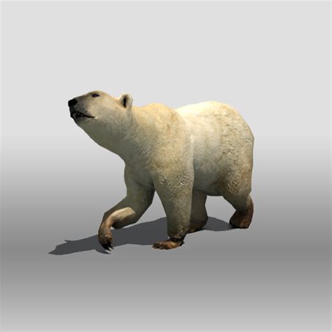 Polar Bear Free D Model Obj Stl Free D