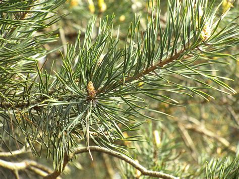 Free Photo Pine Tree Needle Conifer Pine Greenhouse Branches Sun