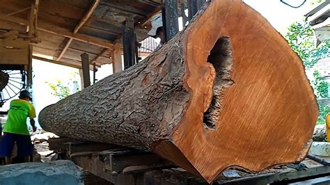 Big Long And Satisfying Sawing Mahogany Makes Amazingly Wide Sheets