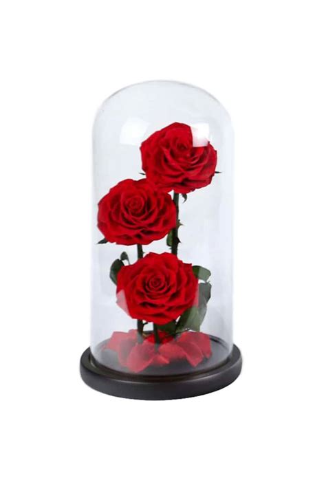 Preserved Forever Rose In Glass Dome Red Plantshop Me