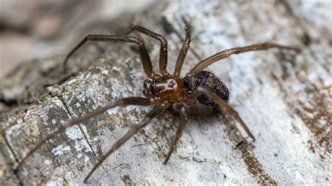 Un Homme Perd Trois Doigts Apr S Avoir T Mordu Par Une Araign E Sur