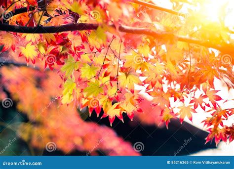 Beautiful Red Maple Leaf In Japan Autumn Stock Image Image Of Leave