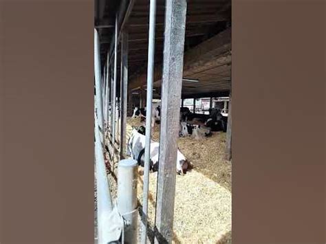 обзор работы на #farming фермы в Германии. Беларусь в Европе. коровы ...