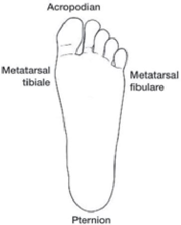 Figure 2 From Sex Determination Through Anthropometry Of Hand And Foot In Thais Semantic Scholar