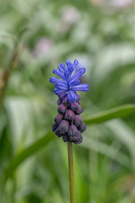 Grape Hyacinth Muscari Latifolium Purple Rain Purple Blue Flower Stock