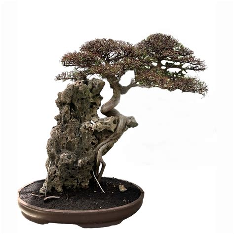 Бонсай - Вяз Коллекционный Экземпляр, купить дерево по выгодной цене в ...