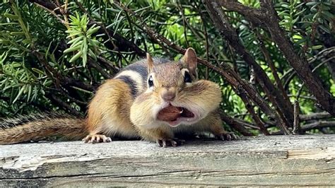 Adorables ardillas con nueces metidas en la boca CGTN en Español