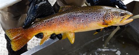 Fishing – Southern Ute Indian Tribe