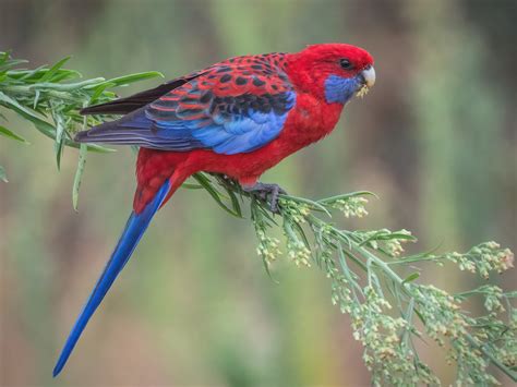 Crimson Rosella Platycercus Elegans Birds Of The World