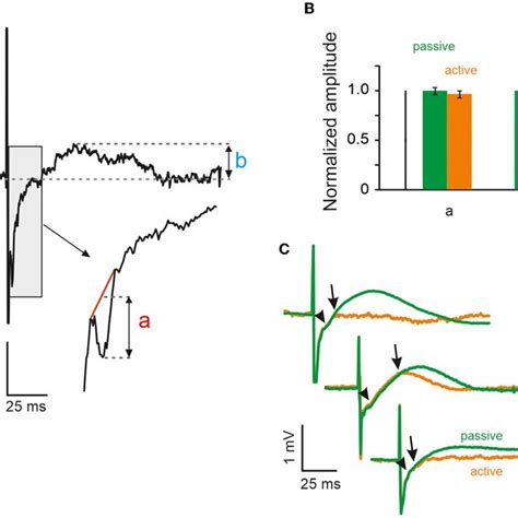 Whisking reduces evoked local field potential (LFP) activity during the ...