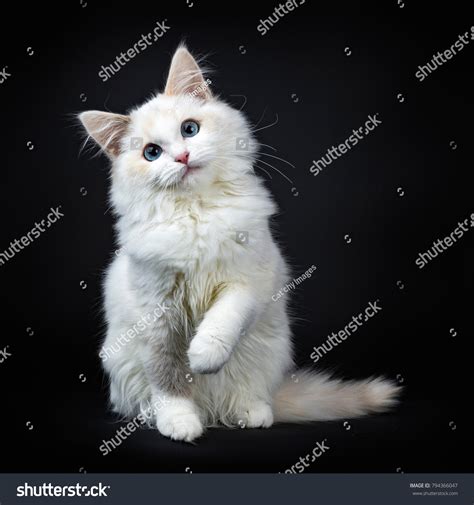 Blue Eyed Ragdoll Cat Kitten Sitting Stock Photo 794366047 | Shutterstock