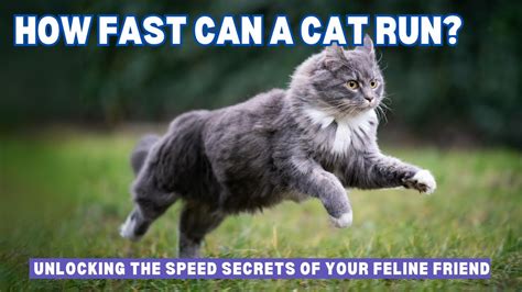 How Fast Can A Cat Run Unlocking The Speed Secrets Of Your Feline