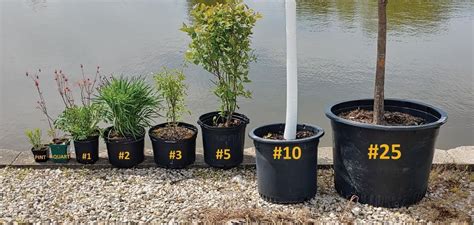 Understanding Nursery Stock Sizes | Knowledgebase | Johnson's Nursery