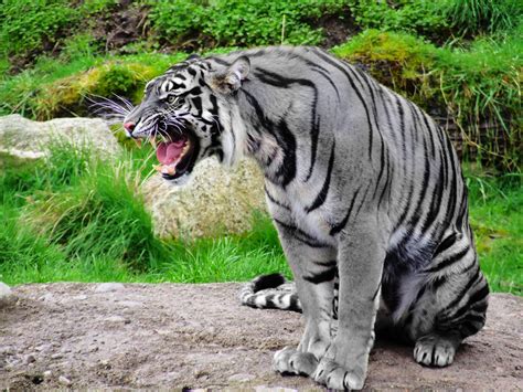 maltese tiger wikipedia