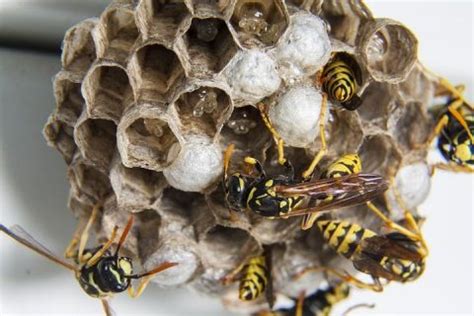 Yellow Jackets Nest Removal Naturally - A1 Bees Specialist