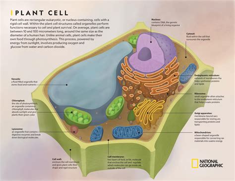 Plant Cell Parts Definitions And Functions / Animal And Plant Cell ...