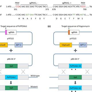 The CRISPR Cas9mediated Knockout And Complementation System A Two