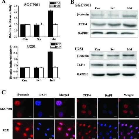 Western blot analyses of proteins in the Wnt β catenin signaling