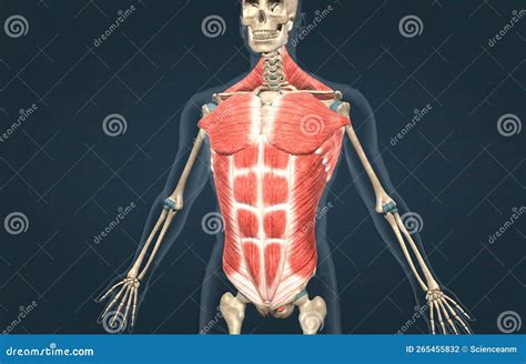 Human Trunk Muscles Are The Muscles That Cover The Trunk Stock