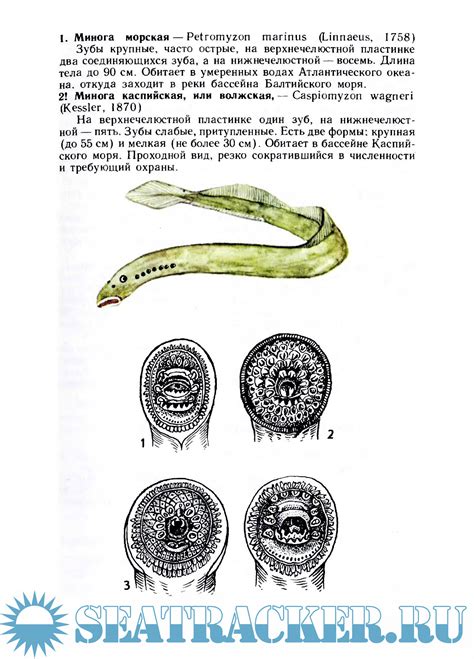 Атлас-определитель рыб - Н.А. Мягков [1994, PDF] › Marine Tracker